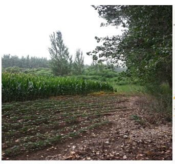 3̖(h��o)  ��ɽ��ǧɽ�^(q��)��ꖚ��(zh��n)�O���´弯�w����ʹ�Ù�(qu��n)2̎