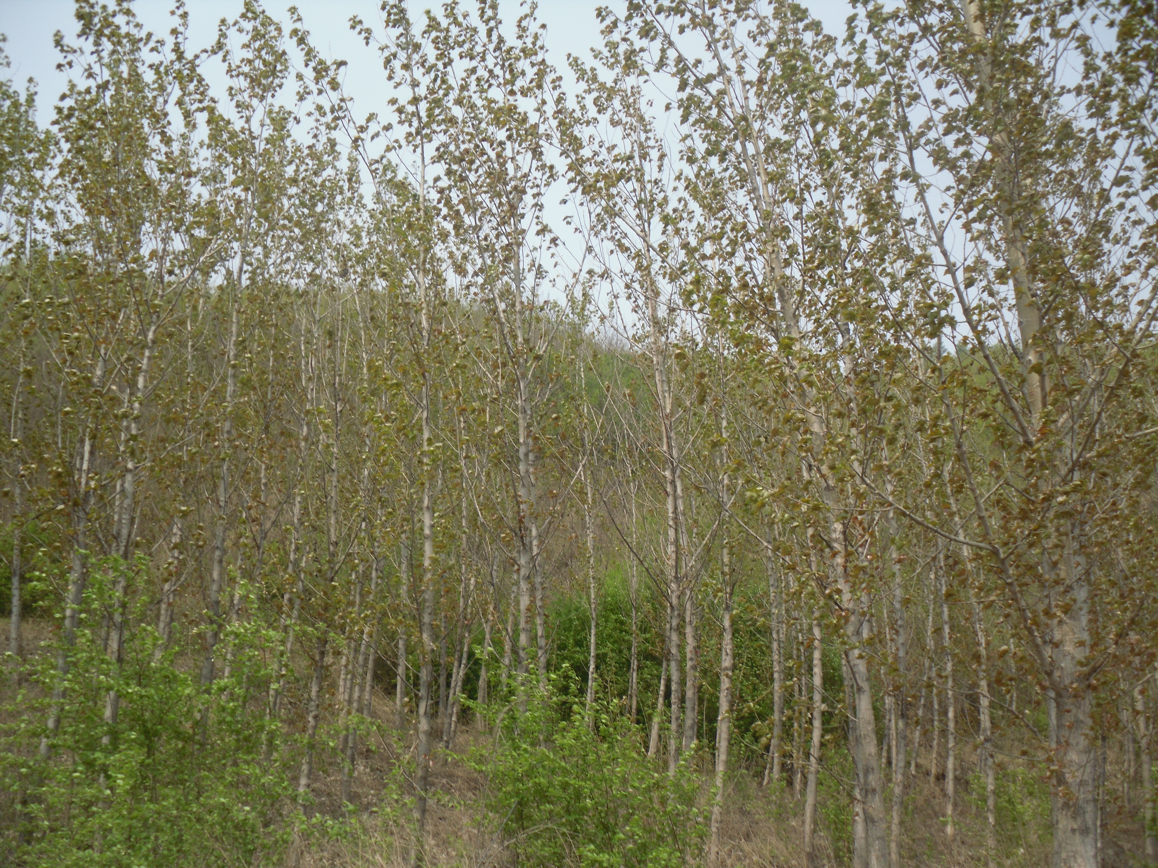 7̖(h��o) �����в���(zh��n)�������ӻ�ɽɽ��ʹ�Ù�(qu��n)�����ϴ̻���